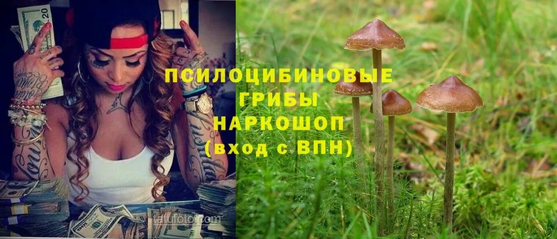 Псилоцибиновые грибы Cubensis  наркошоп  Уржум 